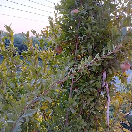 Private Akobara, 2km From Center Villa *